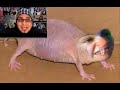 I believe the use of this video constitutes fair use.The original video was made by a soc account. No name. No face. No other videos. Is the intention humor? Is it intimidation? Users show in the video are...http://youtube.com/inmendhamhttp://youtube.com/melsbasketcase (account closed)trollhamsterleader is here:http://www.youtube.com/watch?v=Rf-BoPC8waYhttp://youtube.com/trollhamsterleaderhttp://youtube.com/wukdarhttp://youtube.com/citizenwormhttp://youtube.com/pyrrho314  http://youtube.com/fakesaganhttp://youtube.com/2bsirius  http://youtube.com/Gimmeabreakman