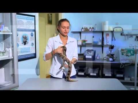 Паразиты у змей. Похудение змеи.