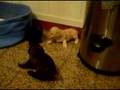 Caniche video