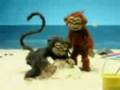 videos de Macaco Tarado