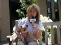 A Puppy Mill Survivor from World Kennel in Littlerock, CA