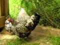 Poule de race Wyandotte