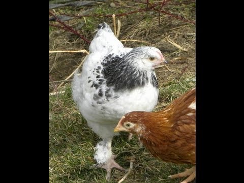 how to get rid of dandruff in african american hair