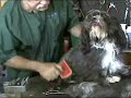 Havanese Thinning Demo 9 parts. Havanese Thinning Demo 9 parts.
