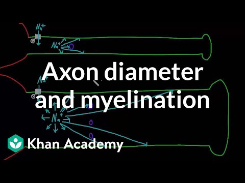 how to get more myelin