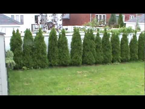 how to fertilize a cedar hedge