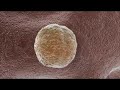 Stem Cell