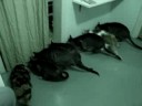O Jantar da Fam�lia Unida