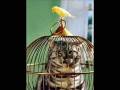 videos de beer kitties