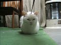 耳掻きにゃんこ