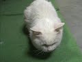 耳掻きにゃんこ