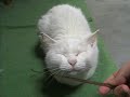 耳掻きにゃんこ