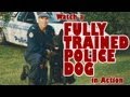 Police Dog Training-Dog Trainer Sunshine Coast