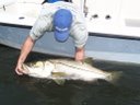 Biggest Snook Ever Broadcasted