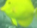 Whitemouth Moray
