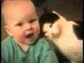 chats marrant cascade humour cat