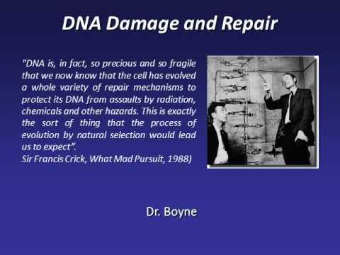 how to repair dna damage