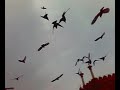birds birds