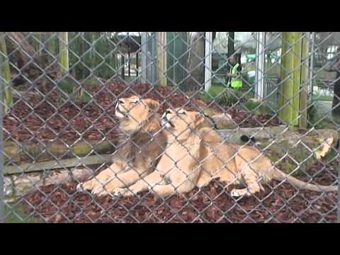 ASIATIC LION