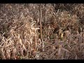south carolina whitetail deer hunting (coates outdoors) slideshow
