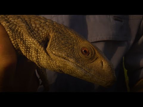 YouTube reptile video
