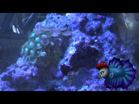 how to take care of zoanthids