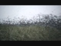 The Swallow Swoop & Roost