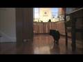 Dog Schipperke Ivan Playing Ball and Being Cute