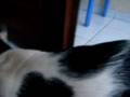Popoy my cat!!! :)
