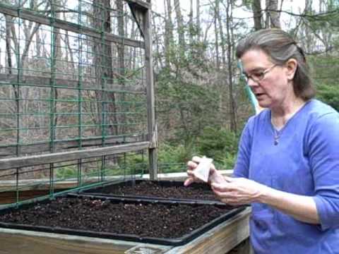 how to transplant scallion seedlings