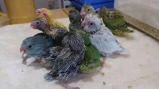 ３月７日の雛たちのようす