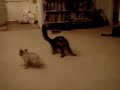 pug puppy vs  maine coon kitten