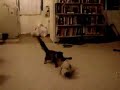 pug puppy vs  maine coon kitten