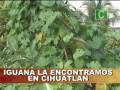 REPORTAJE CANAL 10 MELAQUE CIHUATLAN