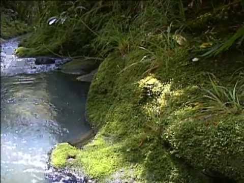 Reproductive Cycle of Mosses / The Amazing Lives of Plants