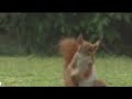 squirrel soccer skills