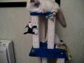 Ragdoll : La scimmietta