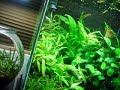 Planted Aquaria