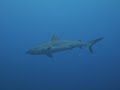 Fiji '05