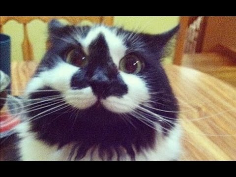 The BEST CATS April