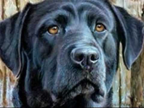 A Tribute To My Friend ” TRIXER ” The Loveable Lab
