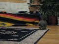 Bunz Goes Bonkers Bunz Goes Bonkers
