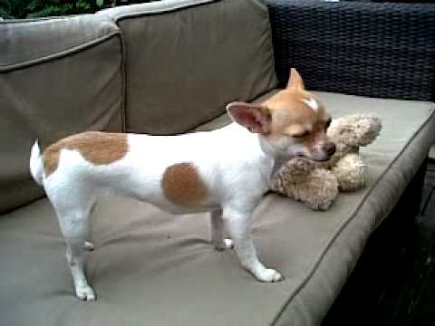 Roosie en action