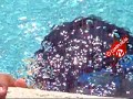Reproductor swiMP3 nada contigo