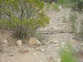 A friendly rattlesnake in NM A friendly rattlesnake in NM
