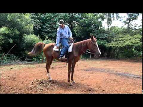 cavalos - Alguns cavalos tem vicio de doma, o mais prejudicial de todos é corcovear. Veremos alguma dicas para minimizar essa atitude, negativa e que atrasa em muito o...