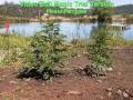 MENDOCINO MARIJUANA CULTURE! NO ON MEASURE B