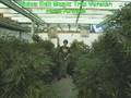 MENDOCINO MARIJUANA CULTURE! NO ON MEASURE B