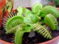 Dionaea muscipula vs fly I (La amenaza moscasma)