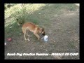 videos de BOMB DOG Practice Sessions at MANALO K9 CAMP